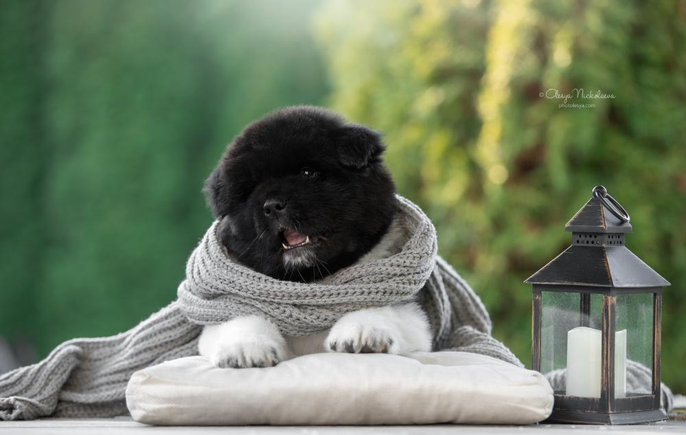 щенки ◆ puppies
