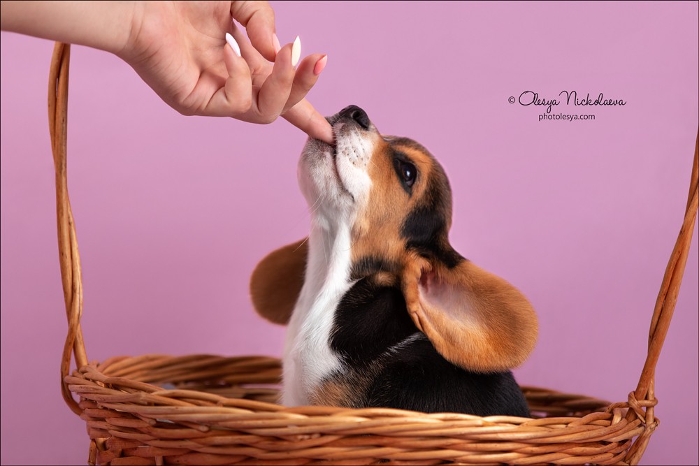 щенки ◆ puppies
