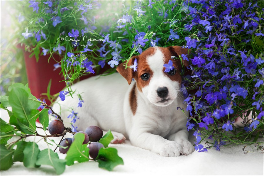 щенки ◆ puppies