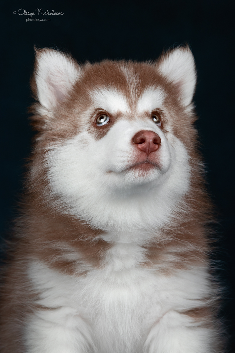 щенки ◆ puppies