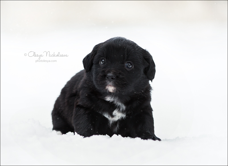 щенки ◆ puppies