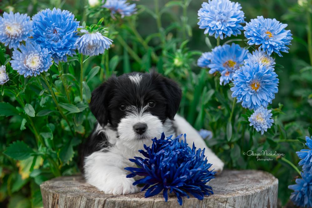 щенки ◆ puppies