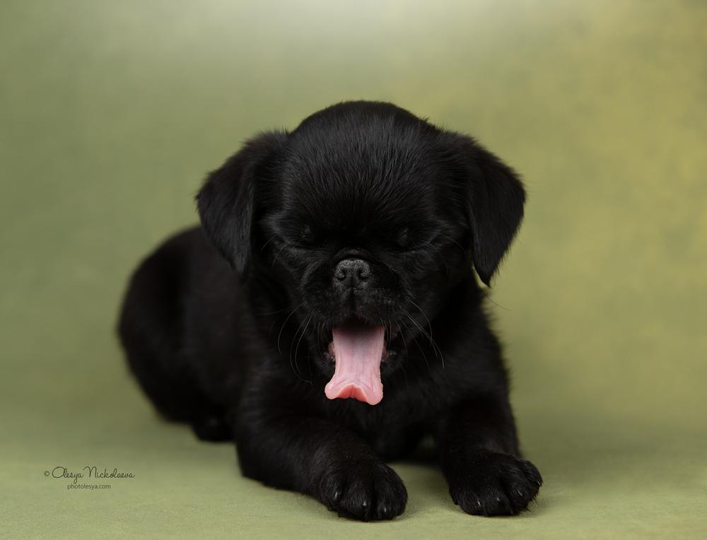щенки ◆ puppies