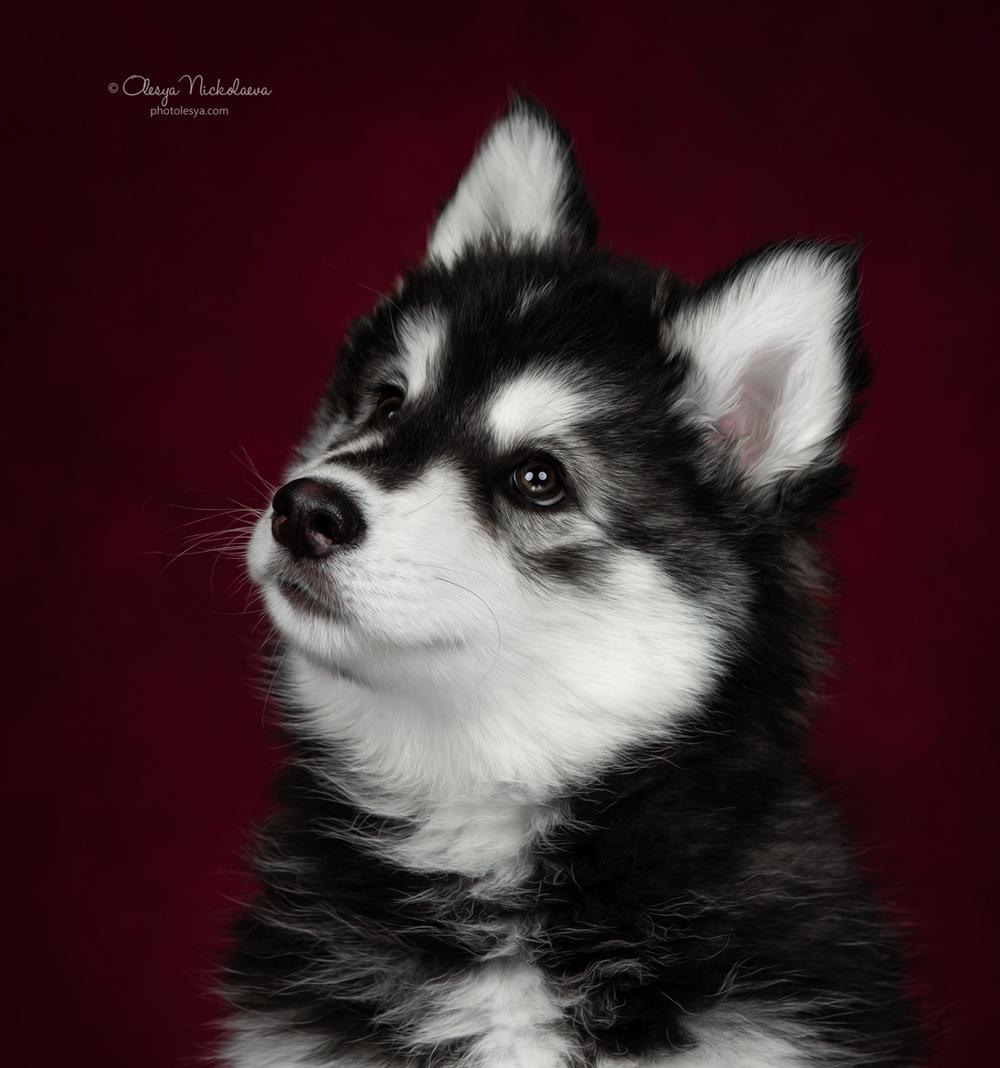 щенки ◆ puppies
