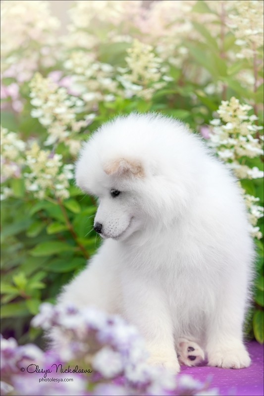 щенки ◆ puppies