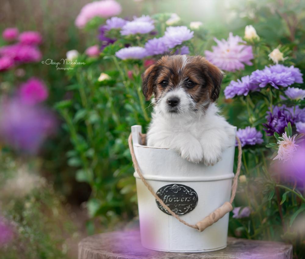 щенки ◆ puppies
