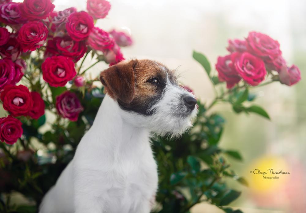 щенки ◆ puppies