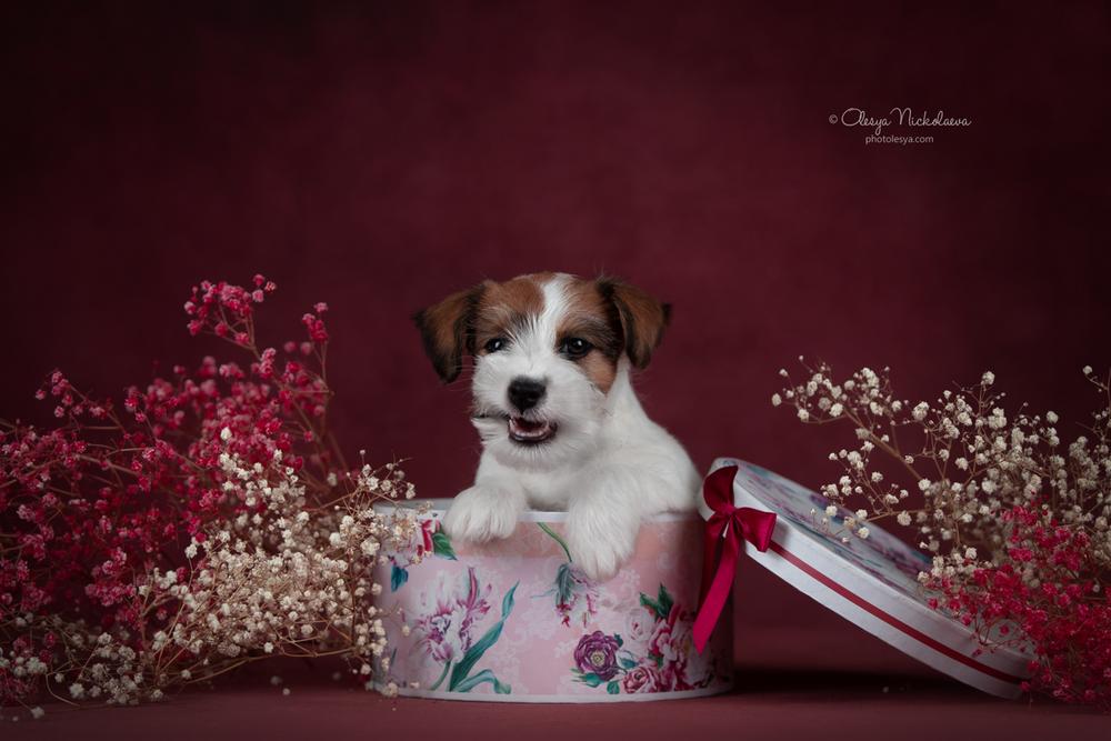 щенки ◆ puppies