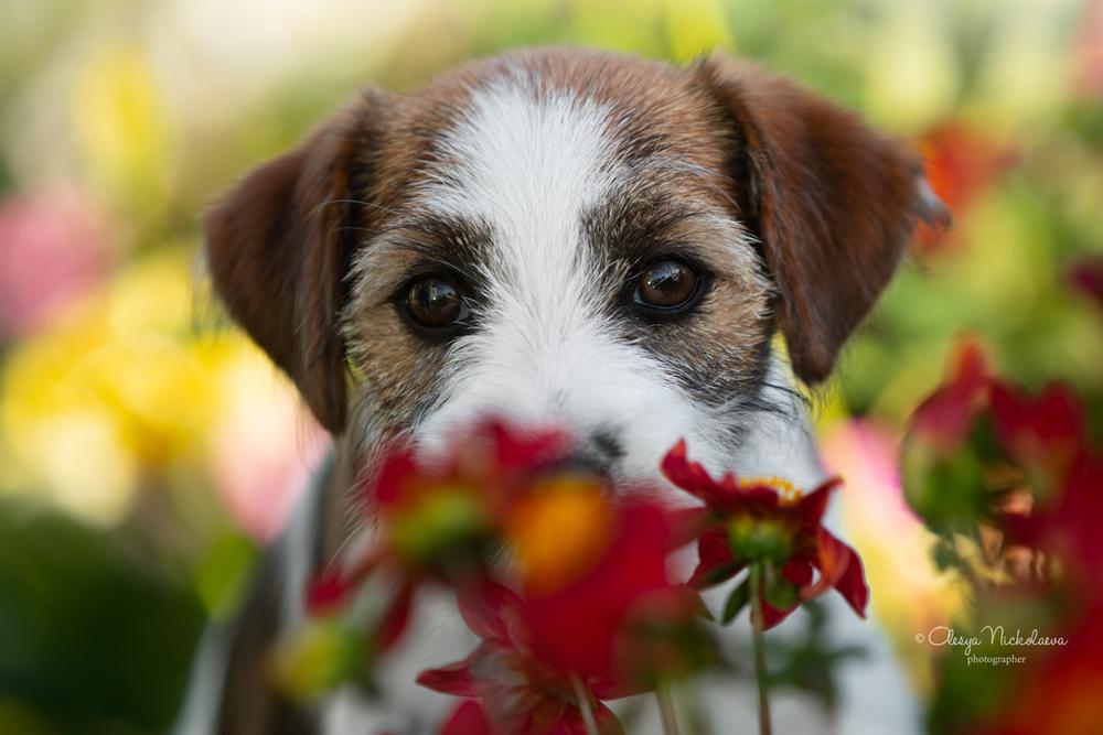 щенки ◆ puppies