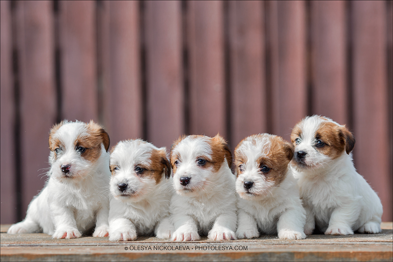 щенки ◆ puppies