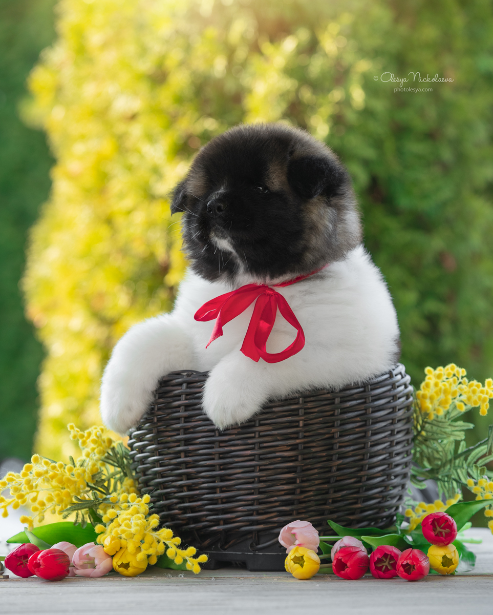 щенки ◆ puppies