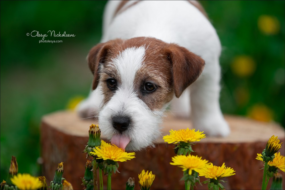 щенки ◆ puppies
