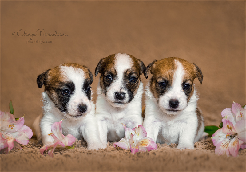 щенки ◆ puppies