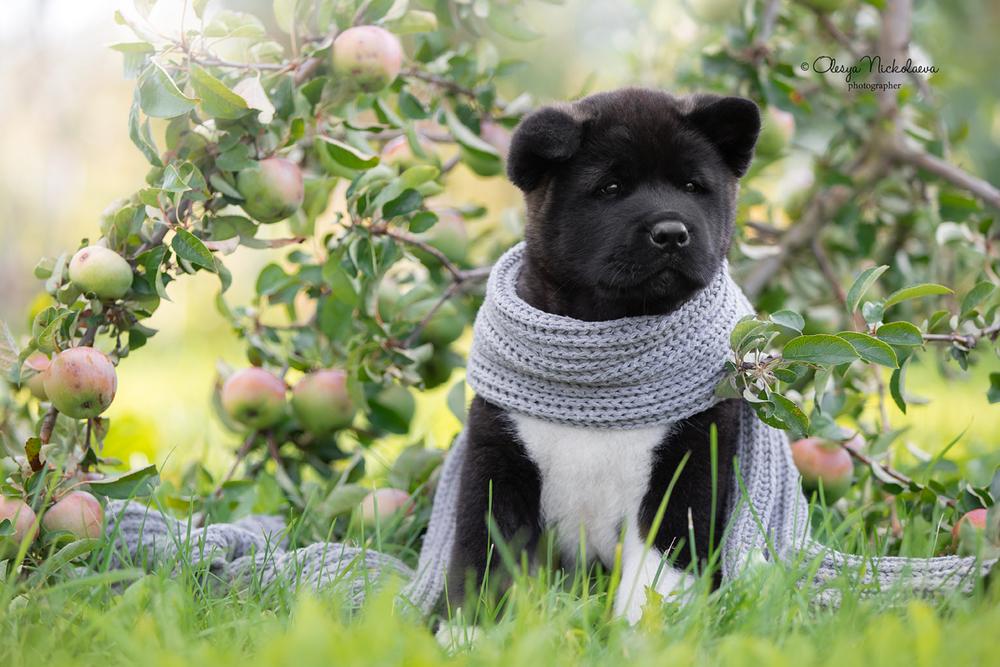 щенки ◆ puppies