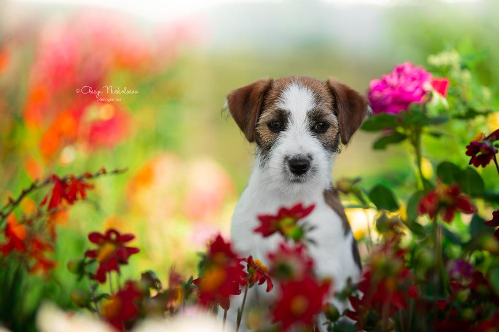 щенки ◆ puppies