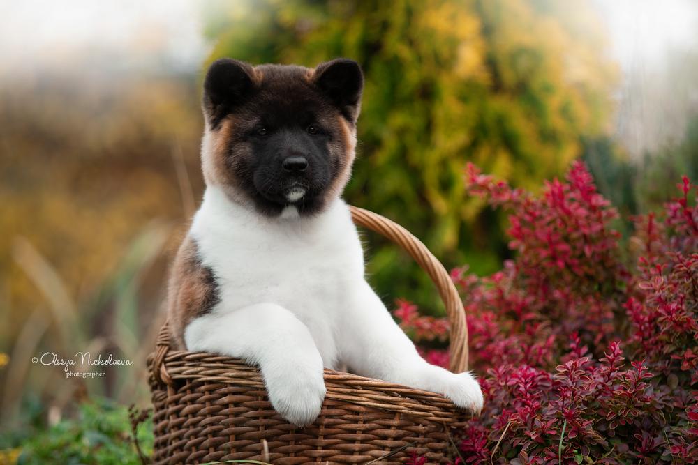 щенки ◆ puppies