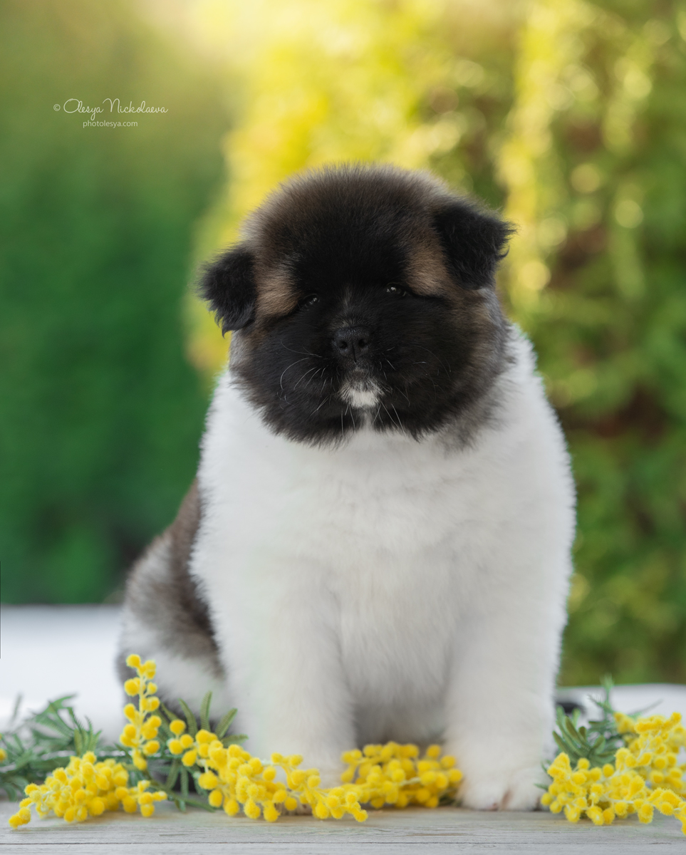 щенки ◆ puppies