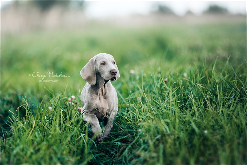 щенки ◆ puppies