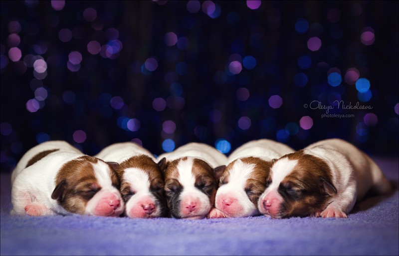 щенки ◆ puppies