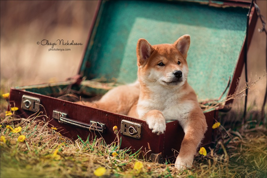 щенки ◆ puppies