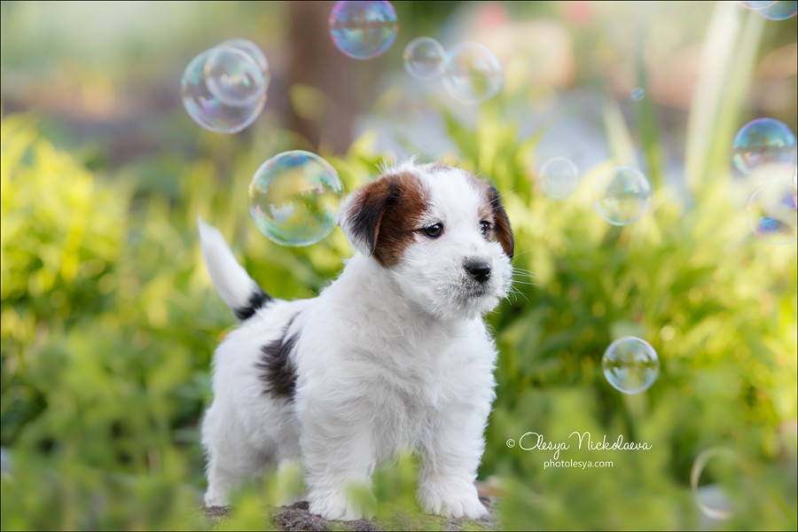 щенки ◆ puppies