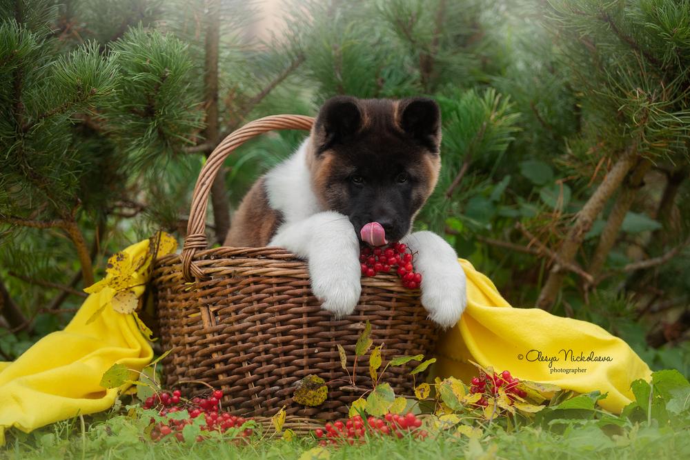 щенки ◆ puppies