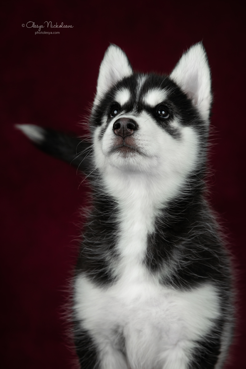 щенки ◆ puppies