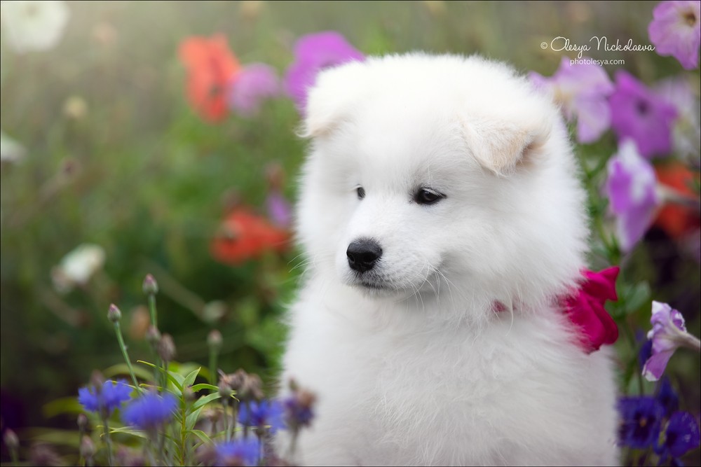 щенки ◆ puppies