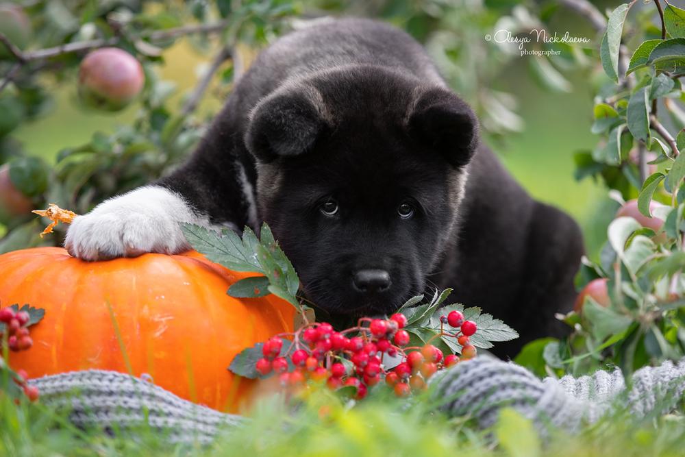 щенки ◆ puppies