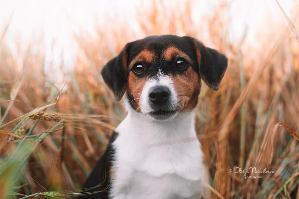 щенки ◆ puppies