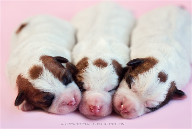 щенки ◆ puppies