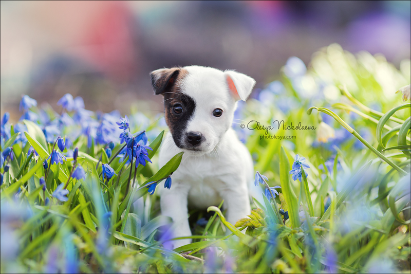 щенки ◆ puppies