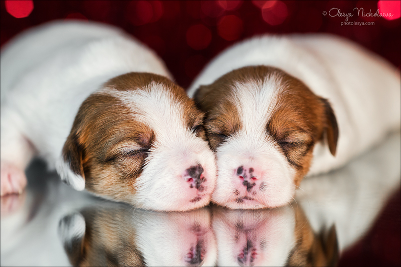 щенки ◆ puppies
