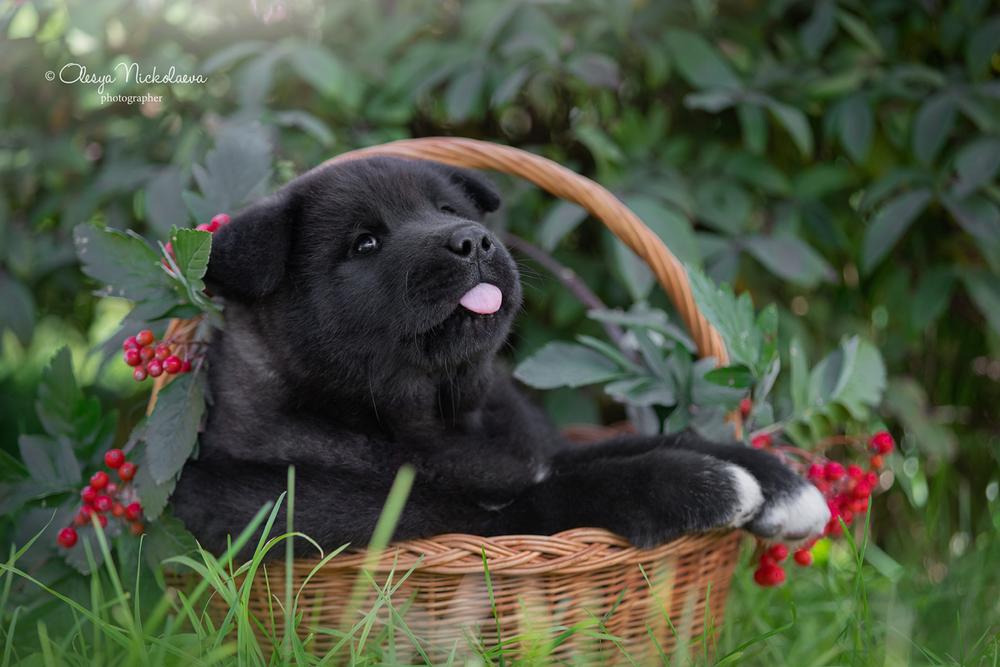 щенки ◆ puppies