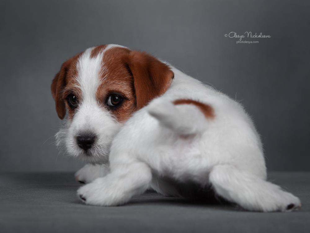 щенки ◆ puppies