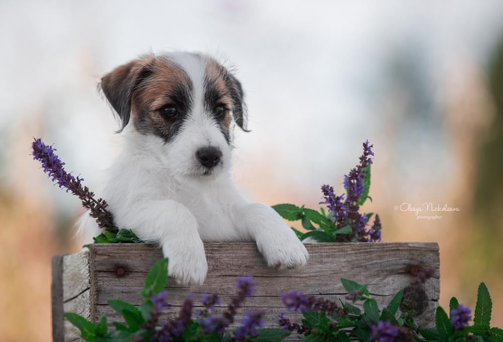 щенки ◆ puppies