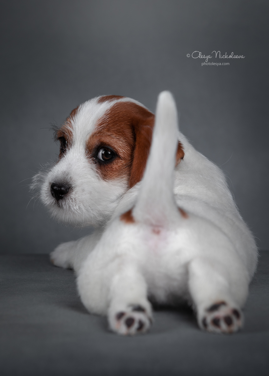 щенки ◆ puppies