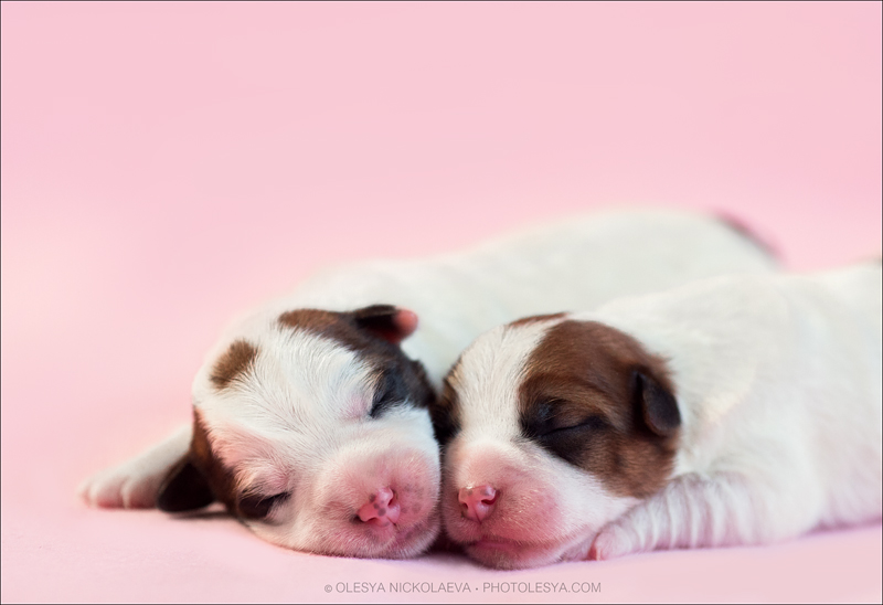 щенки ◆ puppies