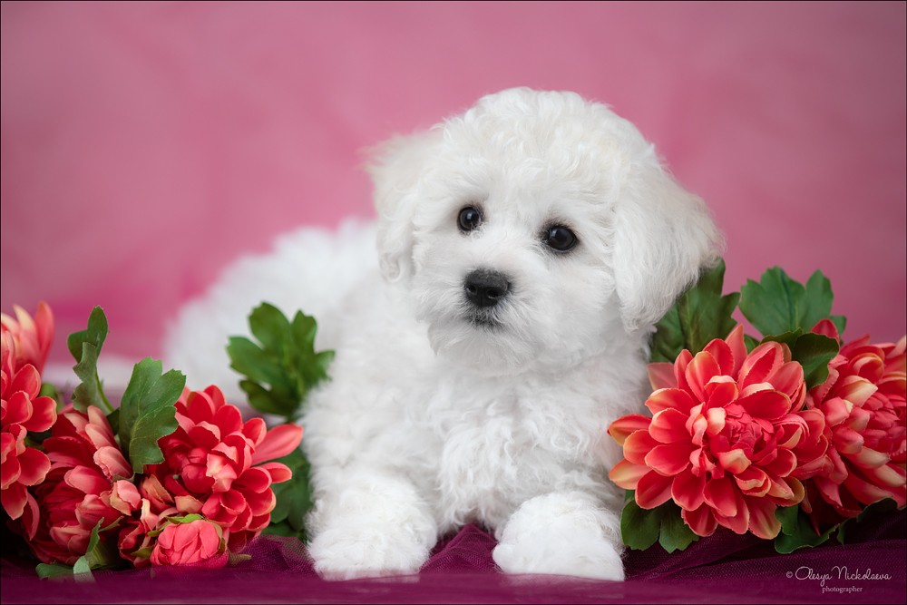 щенки ◆ puppies