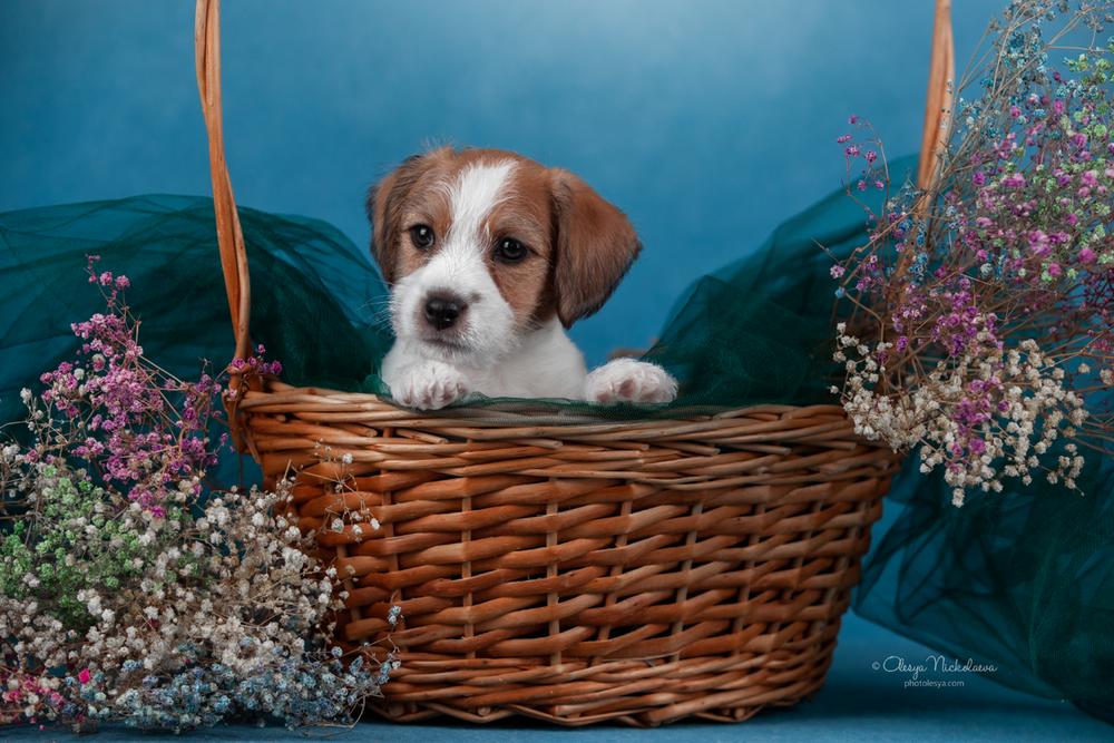 щенки ◆ puppies