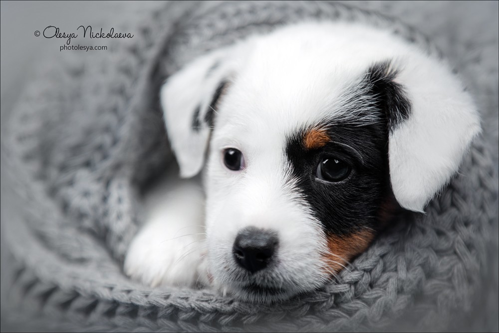 щенки ◆ puppies
