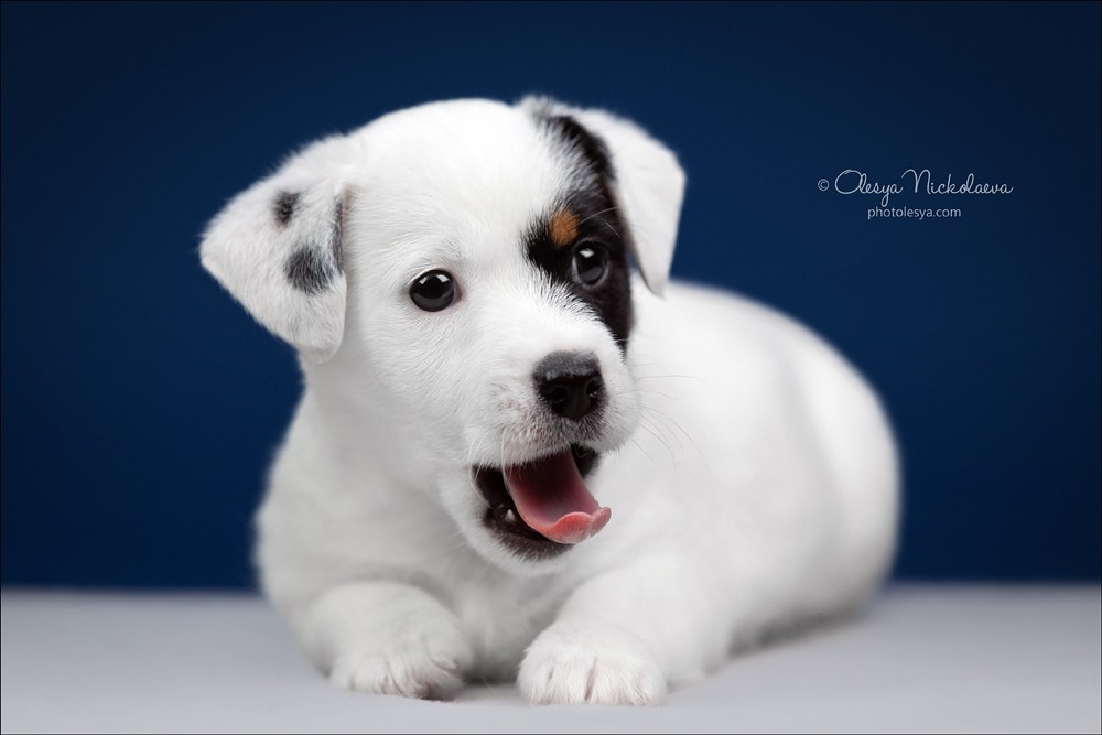 щенки ◆ puppies