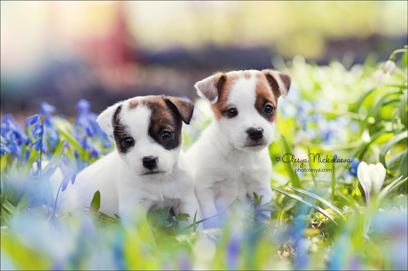 щенки ◆ puppies