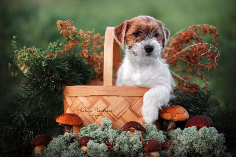 щенки ◆ puppies