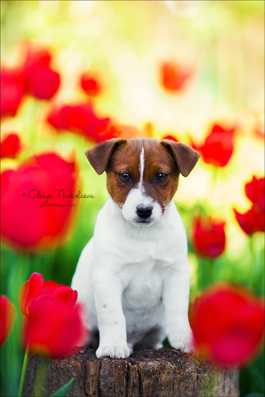 щенки ◆ puppies