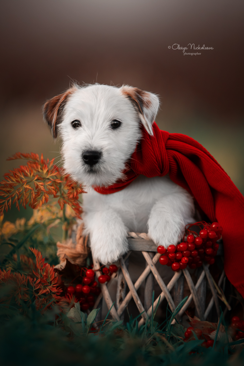 щенки ◆ puppies