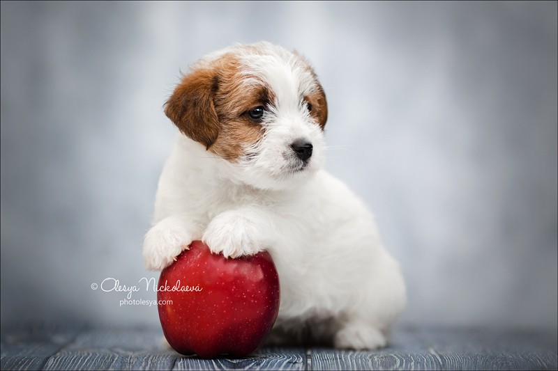 щенки ◆ puppies
