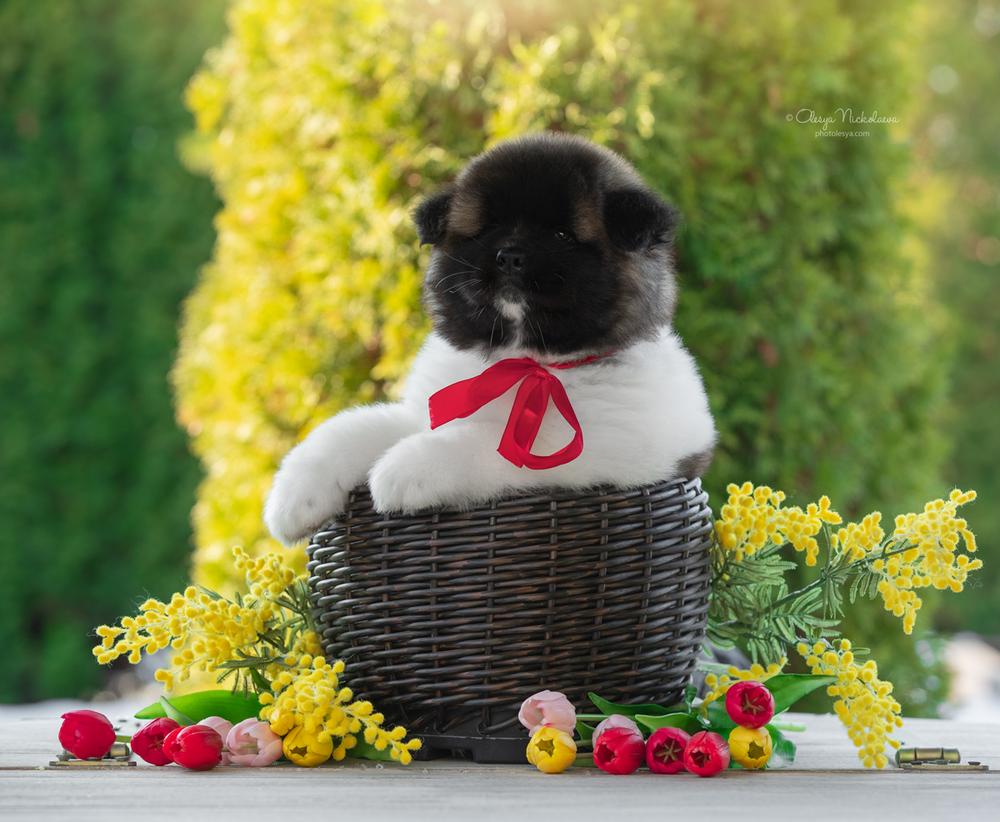 щенки ◆ puppies