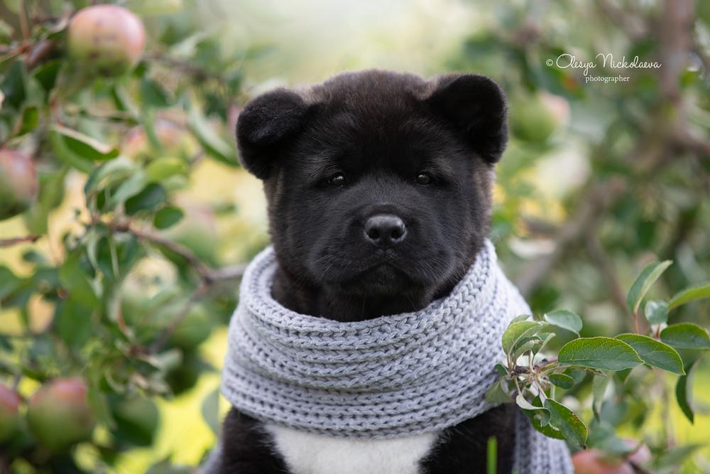 щенки ◆ puppies