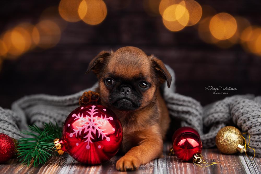щенки ◆ puppies